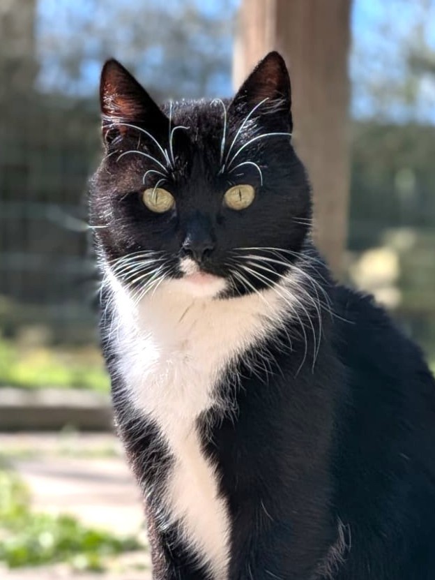 Alle unsere Katzen - Übersicht