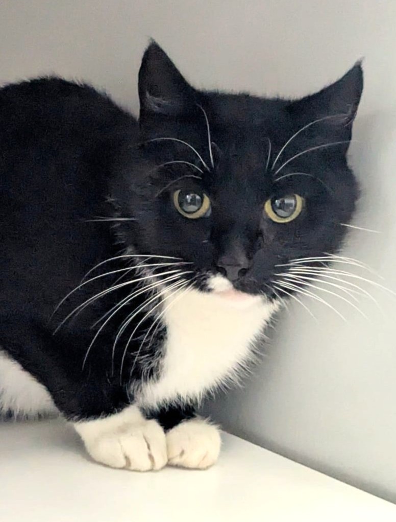 Alle unsere Katzen - Übersicht