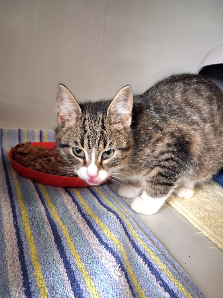 Candice, Caruso, Cosmo, Captain, Chase