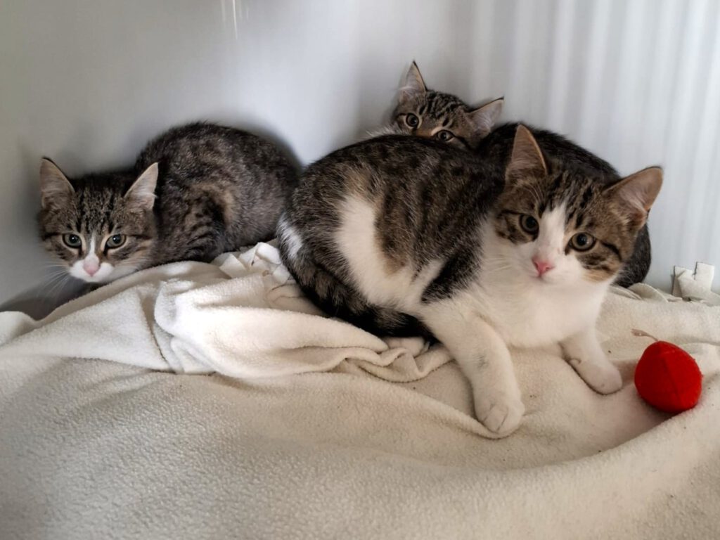 Candice, Caruso, Cosmo, Captain, Chase