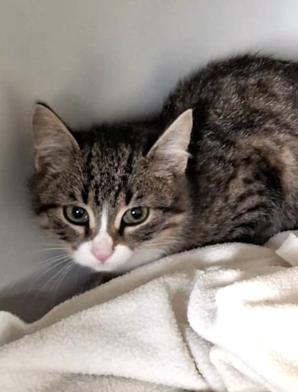 Alle unsere Katzen - Übersicht