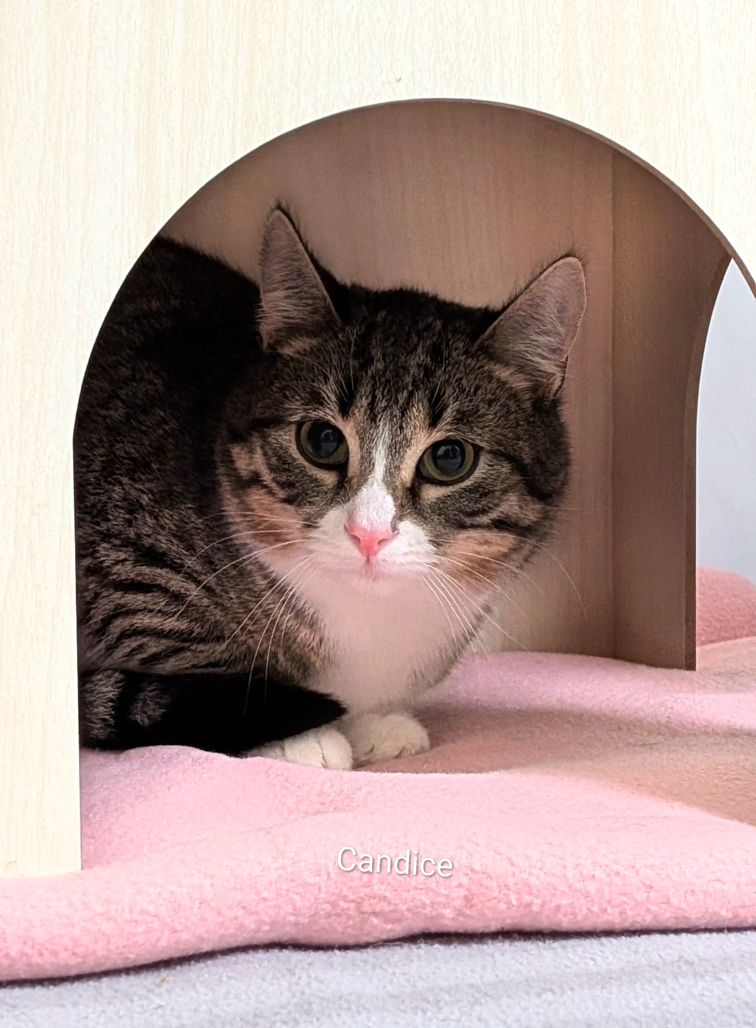 Alle unsere Katzen - Übersicht