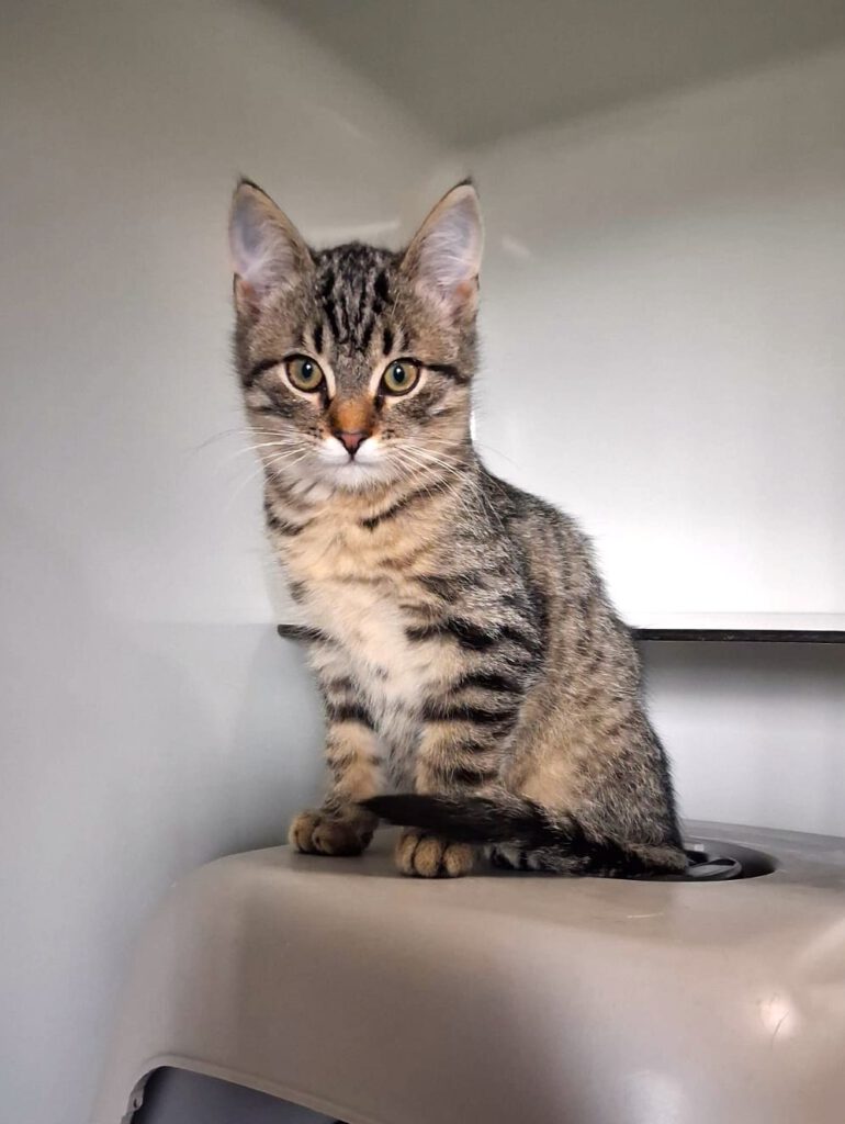 Candice, Caruso, Cosmo, Captain, Chase