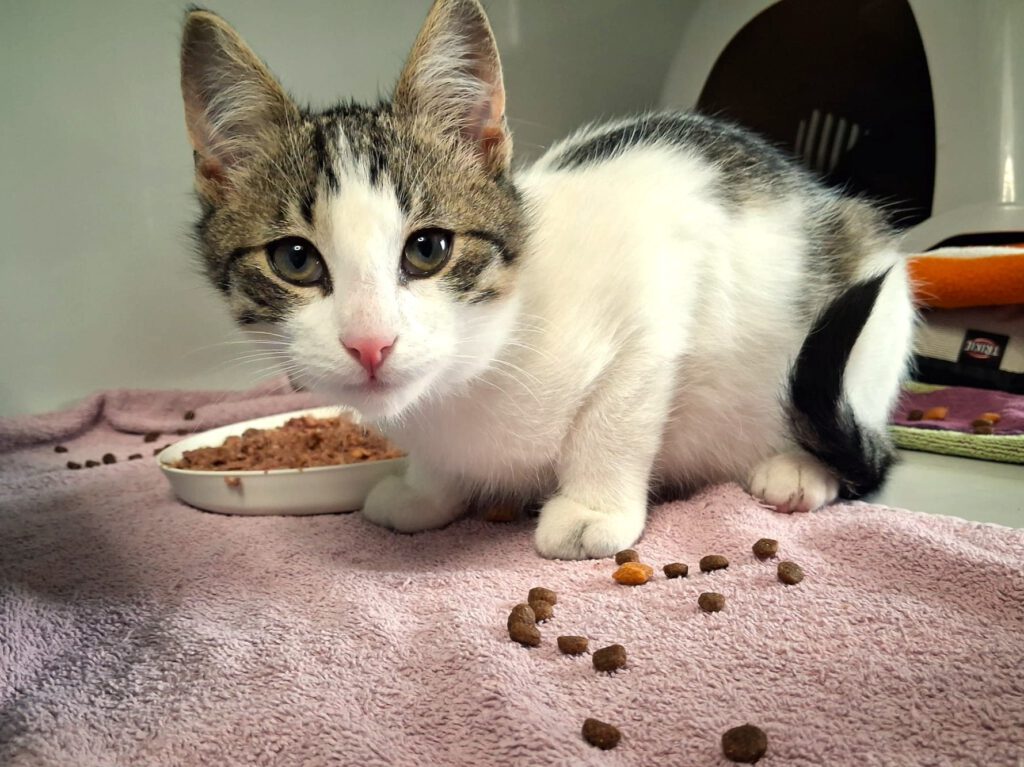 Candice, Caruso, Cosmo, Captain, Chase