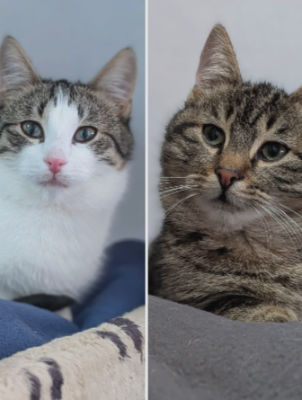 Candice, Caruso, Cosmo, Captain, Chase