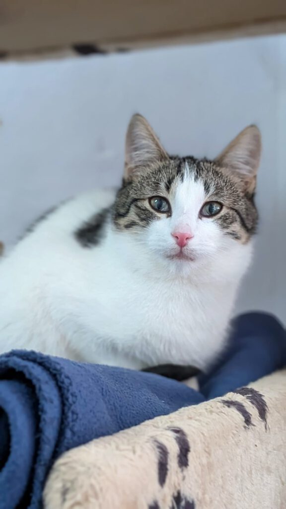 Candice, Caruso, Cosmo, Captain, Chase