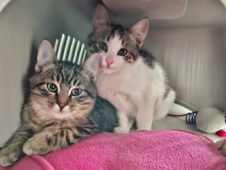 Candice, Caruso, Cosmo, Captain, Chase