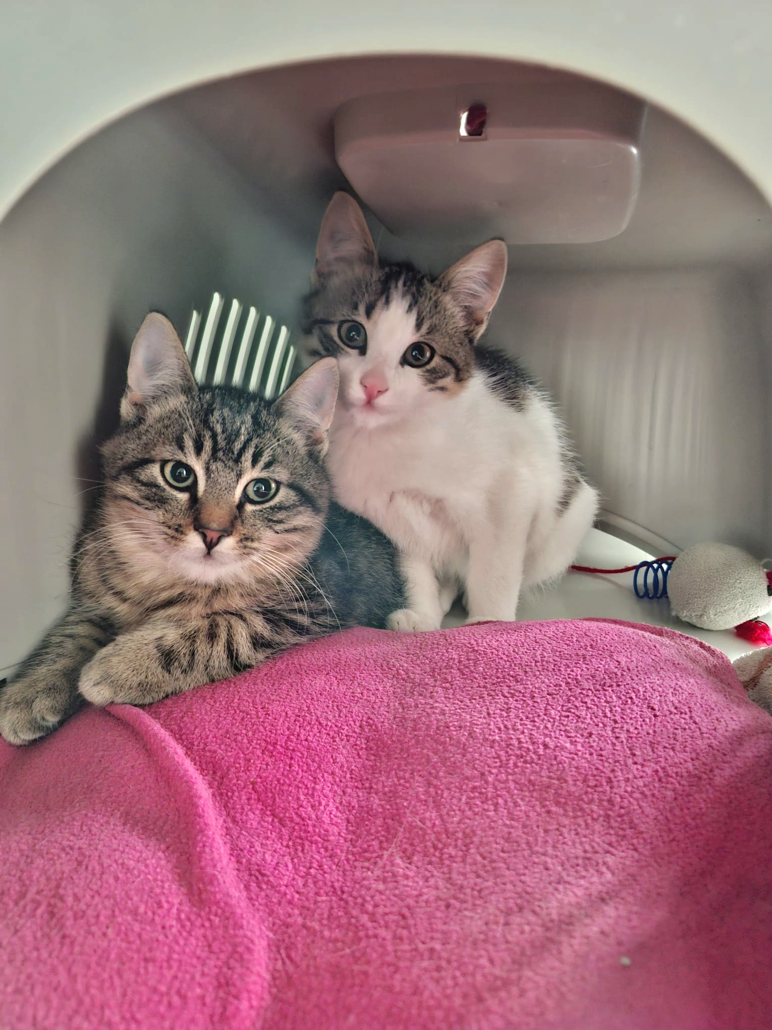 Candice, Caruso, Cosmo, Captain, Chase