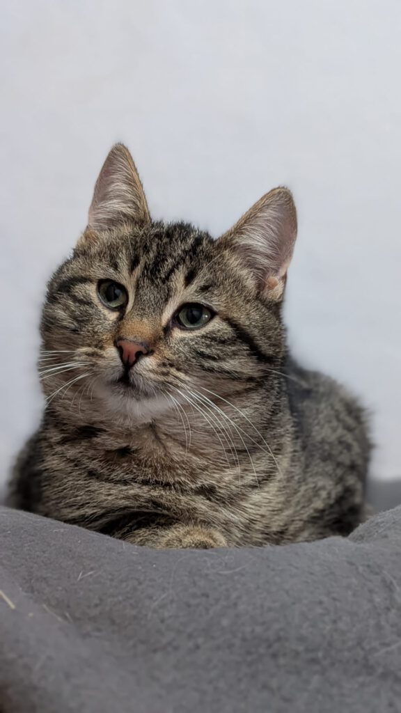 Candice, Caruso, Cosmo, Captain, Chase