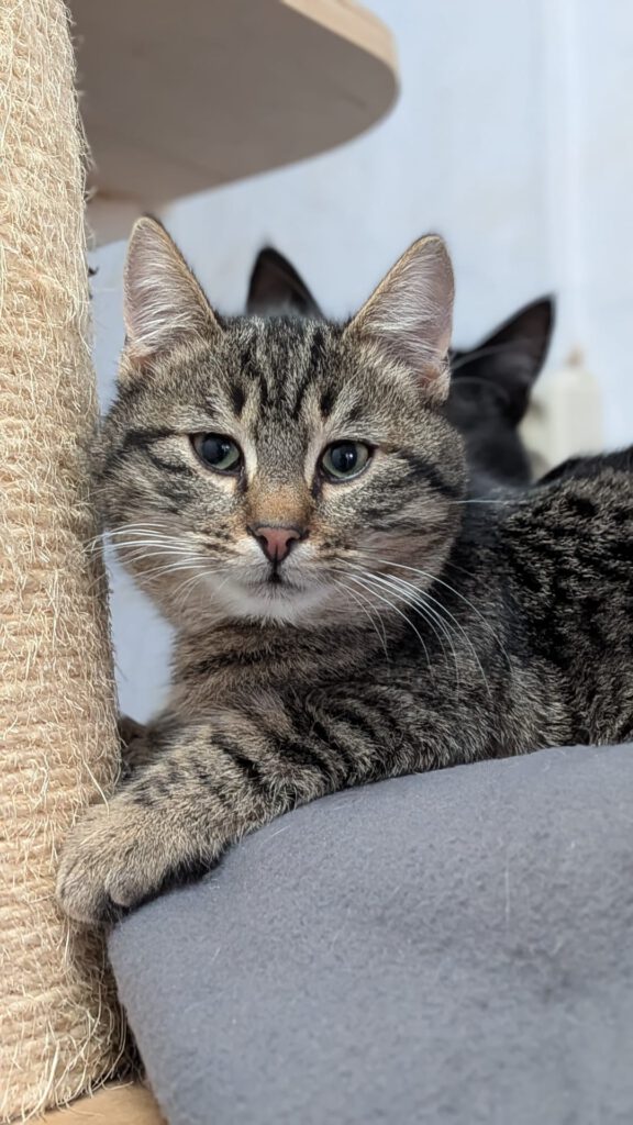 Candice, Caruso, Cosmo, Captain, Chase