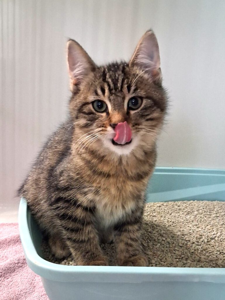 Candice, Caruso, Cosmo, Captain, Chase