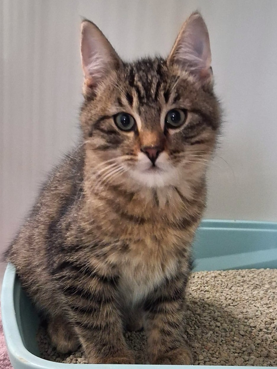 Alle unsere Katzen - Übersicht