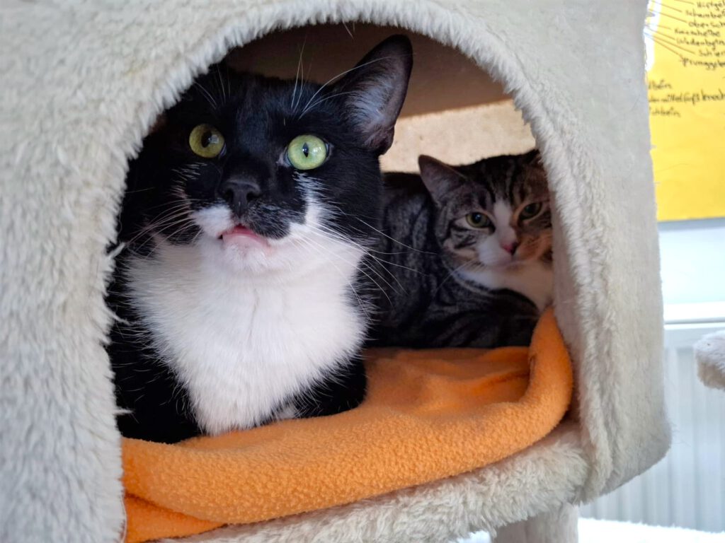 Schmuse-Wackel-Bärchen Colin