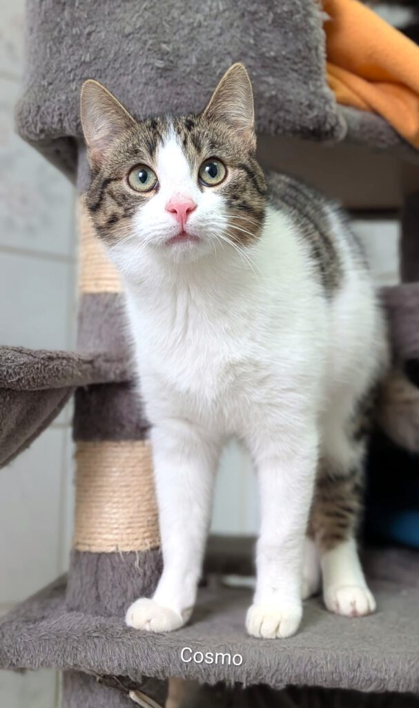 Candice, Caruso & Chase (Cosmo auf PROBE vermittelt)