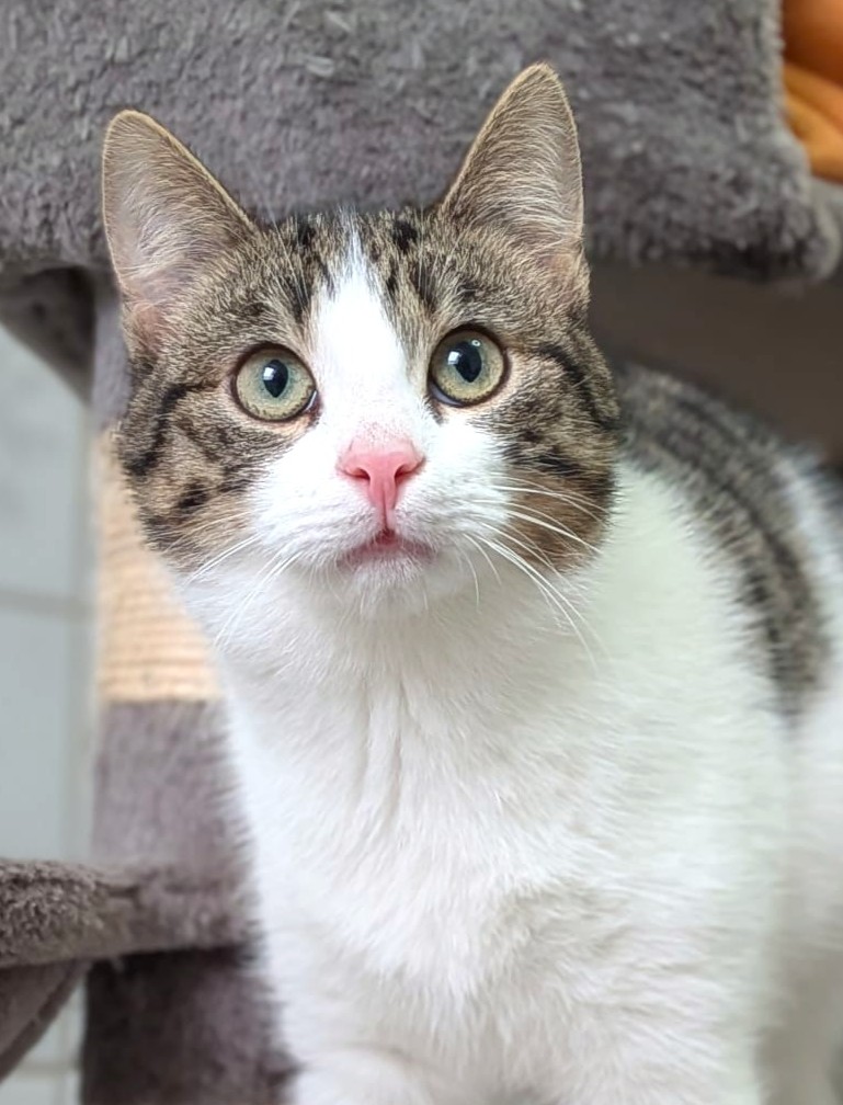 Alle unsere Katzen - Übersicht