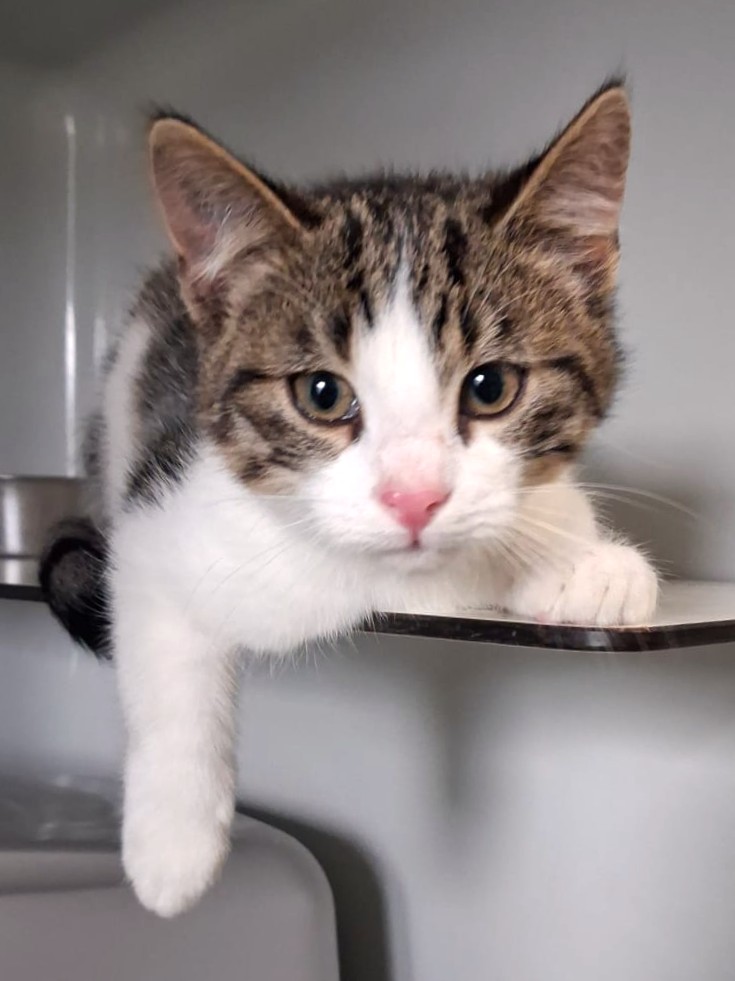 Alle unsere Katzen - Übersicht