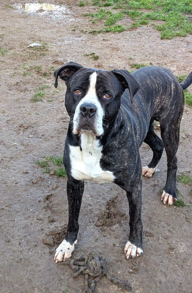 Crash - braucht finanzielle Paten!