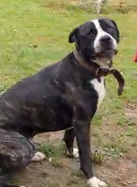 Crash - braucht finanzielle Paten!