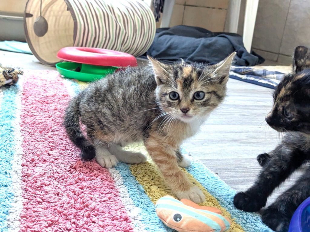 Elsa
