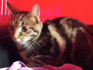 Fundkater Sponholz!