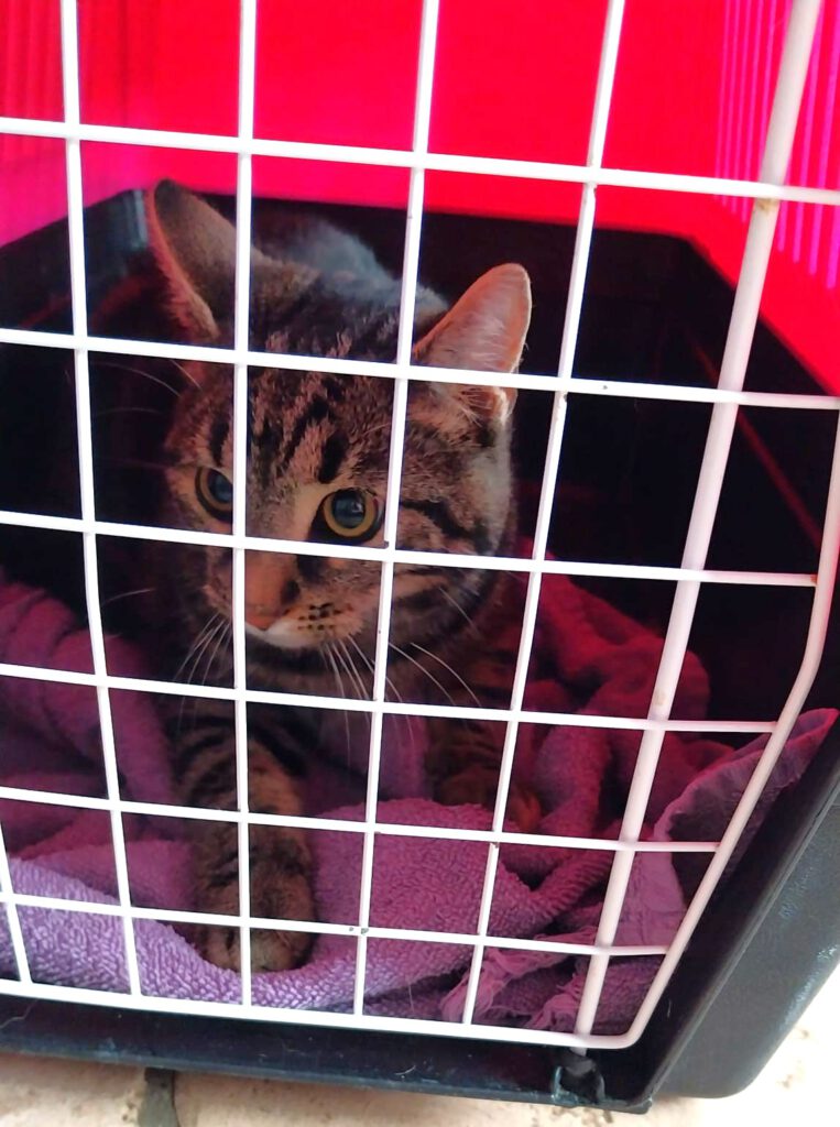Fundkater Sponholz!