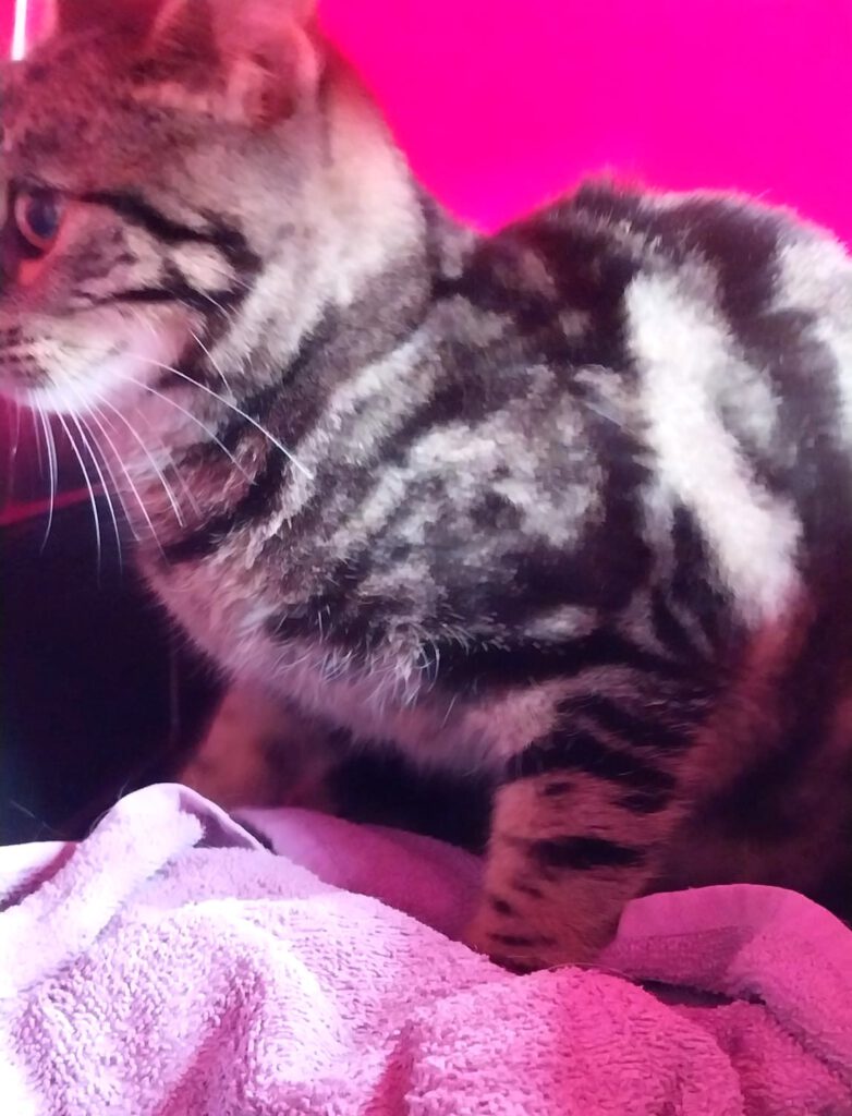 Fundkater Sponholz!