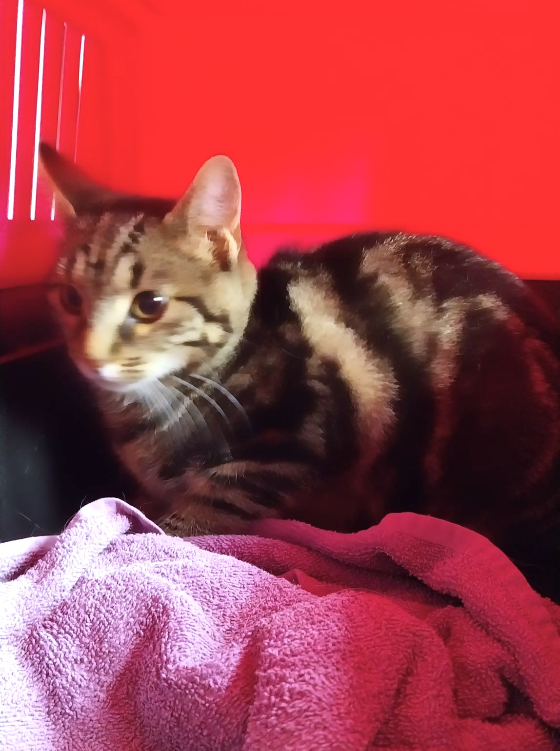 Fundkater Sponholz!