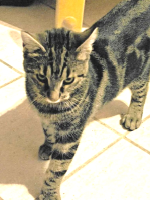 Alle unsere Katzen - Übersicht