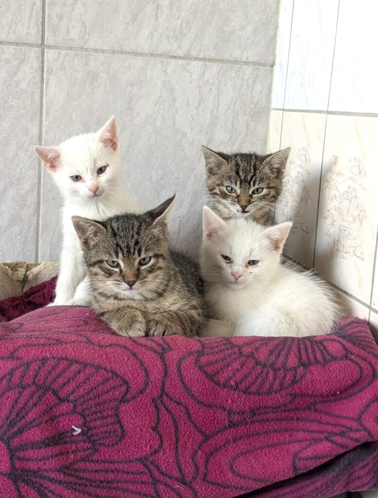 Gwen, Gentleman, Gregory, Gemma, Gipsy, Gina