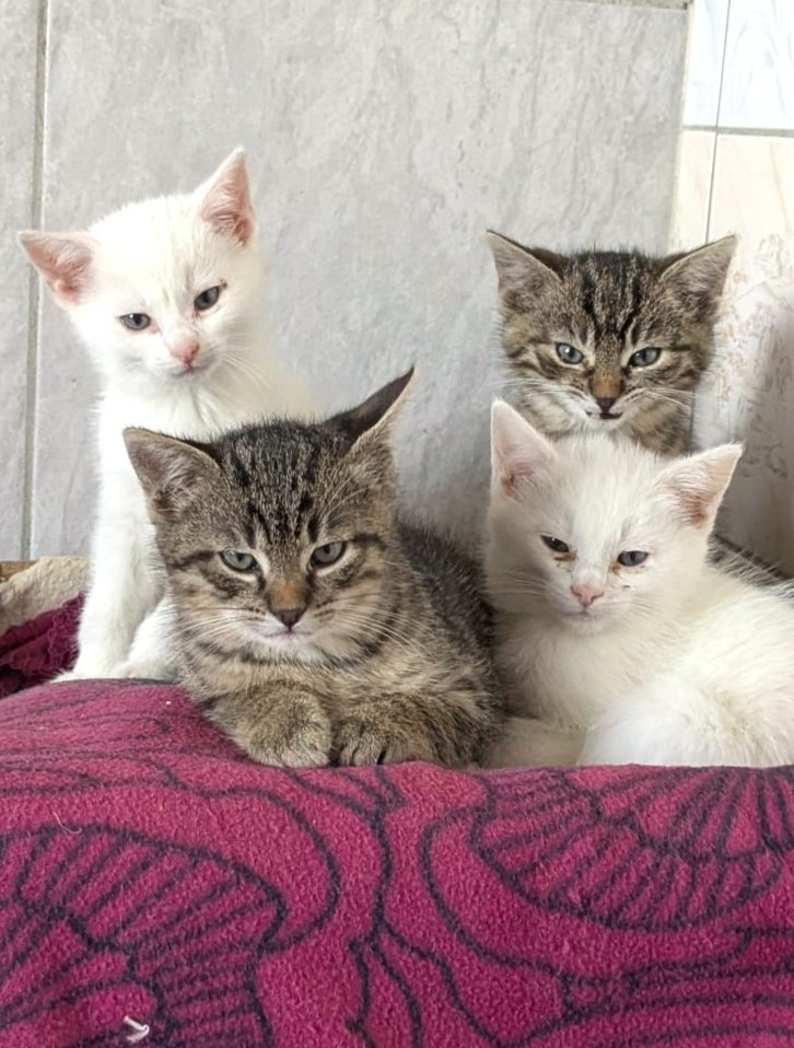 Gwen, Gentleman, Gregory, Gemma, Gipsy, Gina