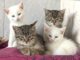 Gwen, Gentleman, Gregory, Gemma, Gipsy, Gina