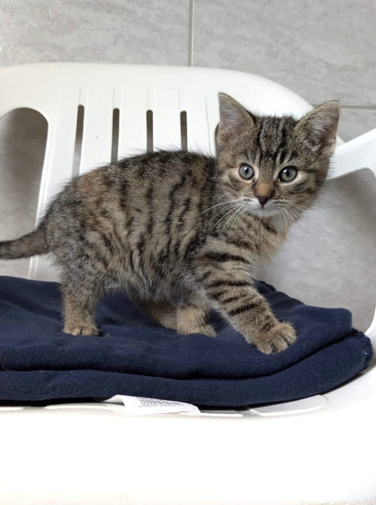 Gwen, Gentleman, Gregory, Gemma, Gipsy, Gina