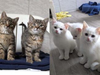 Gwen, Gentleman, Gregory, Gemma, Gipsy, Gina