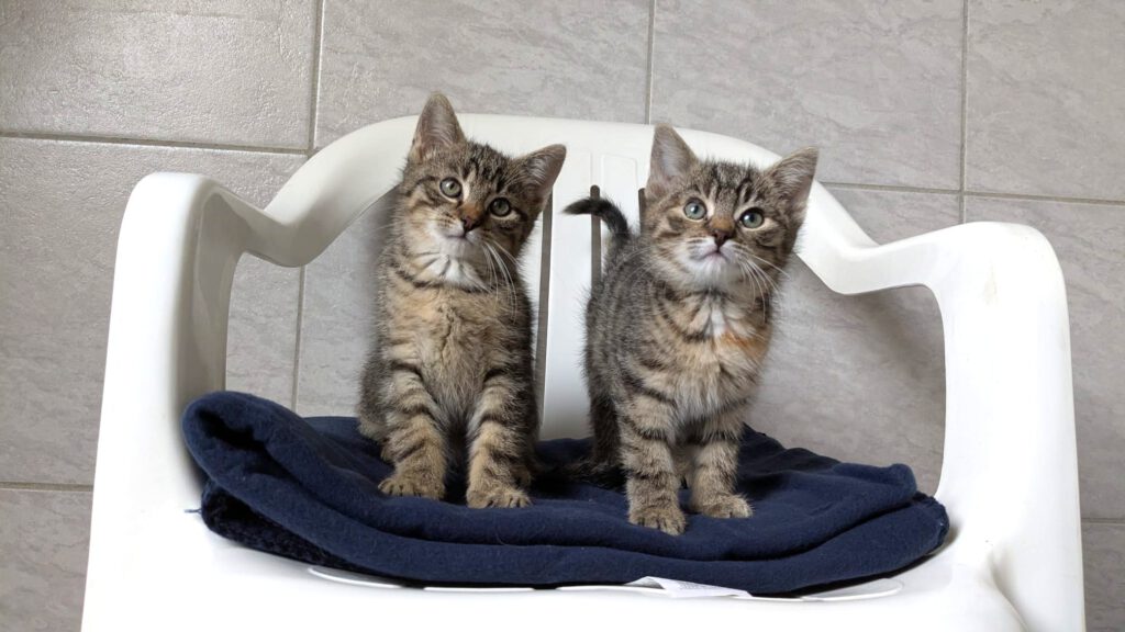 Gwen, Gentleman, Gregory, Gemma, Gipsy, Gina