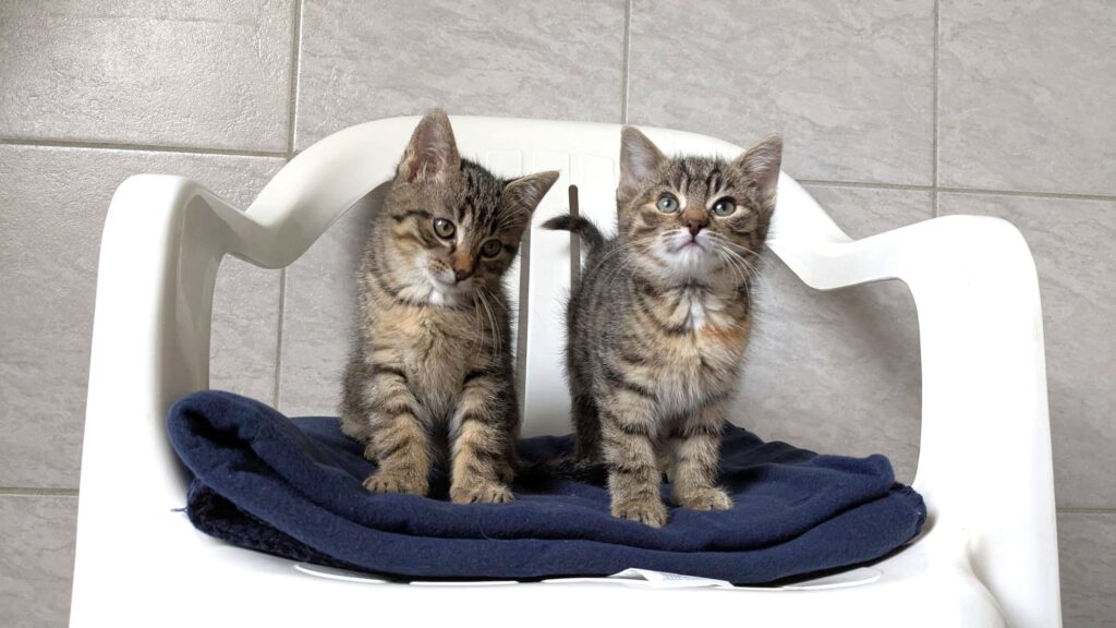 Gwen, Gentleman, Gregory, Gemma, Gipsy, Gina