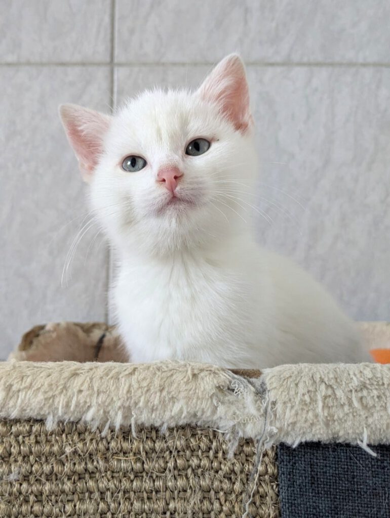 Gwen, Gentleman, Gregory, Gemma, Gipsy, Gina