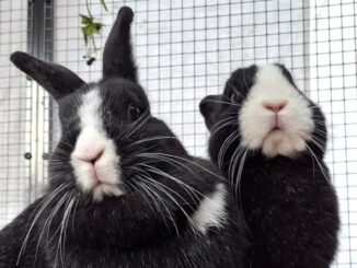 Gudrun, Marianne & Günther