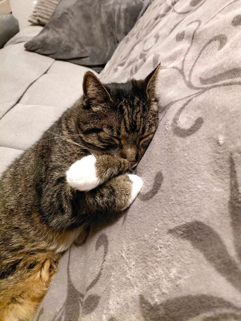 Spendenaufruf für "Nütchens" Ohr-OP 