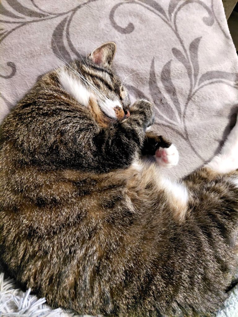 Spendenaufruf für "Nütchens" Ohr-OP 