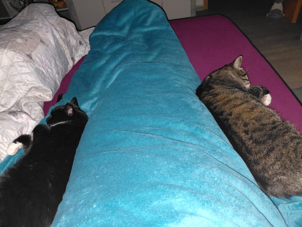 Spendenaufruf für "Nütchens" Ohr-OP 