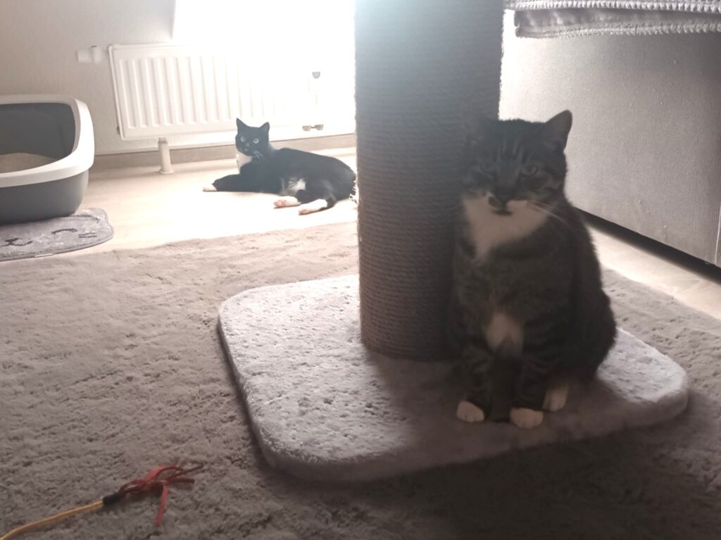 Spendenaufruf für "Nütchens" Ohr-OP 