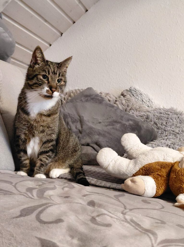 Spendenaufruf für "Nütchens" Ohr-OP 