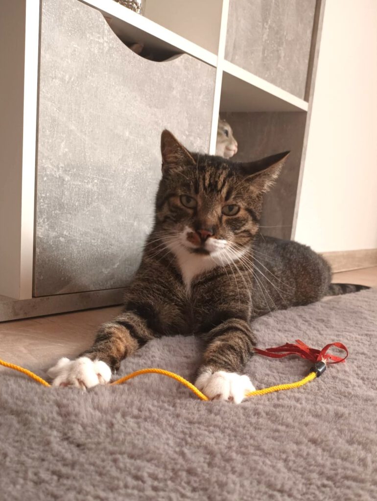 Spendenaufruf für "Nütchens" Ohr-OP 