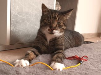 Spendenaufruf für "Nütchens" Ohr-OP 