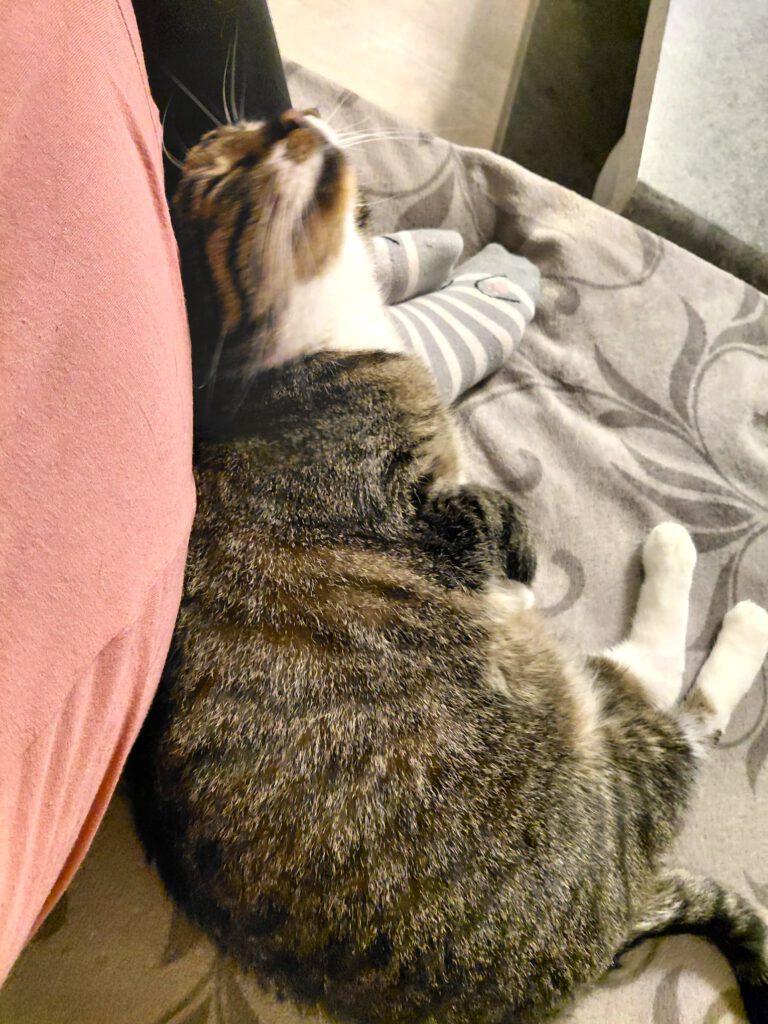 Spendenaufruf für "Nütchens" Ohr-OP 