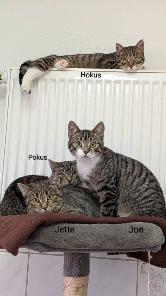 Hokus & Pokus