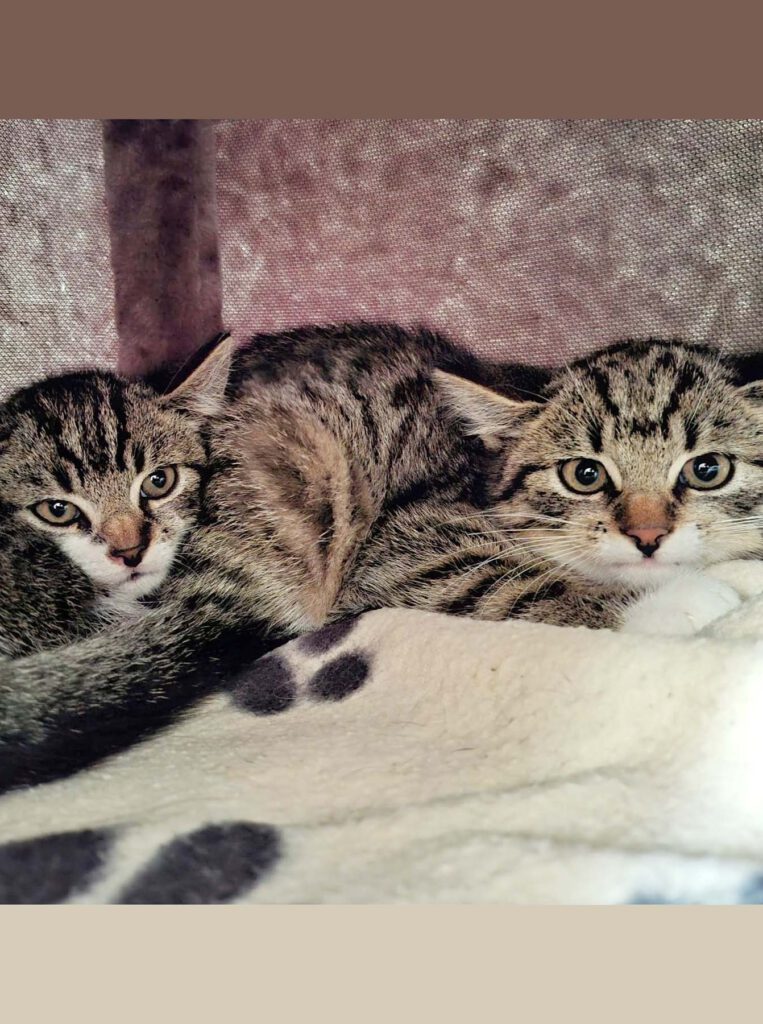 Alle unsere Katzen - Übersicht