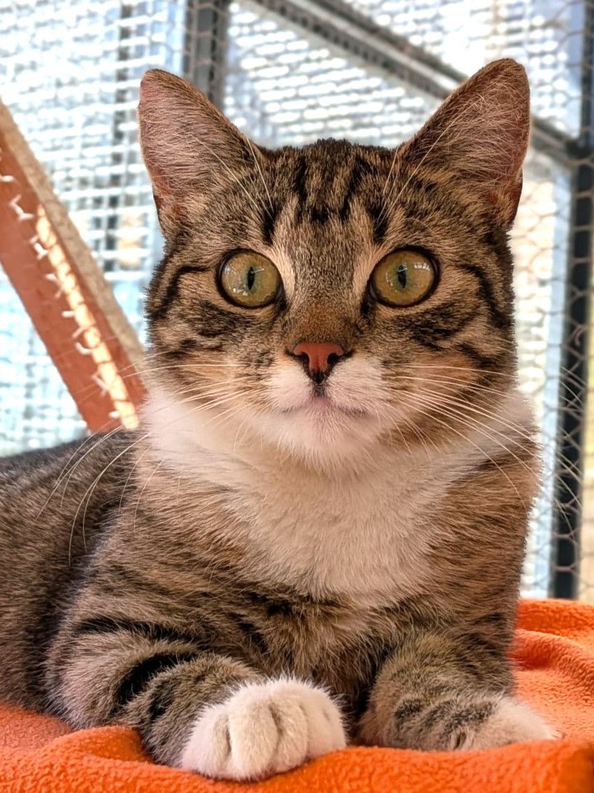 Alle unsere Katzen - Übersicht