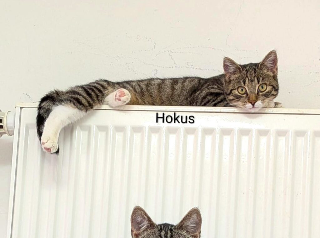 Hokus - auf PROBE vermittelt