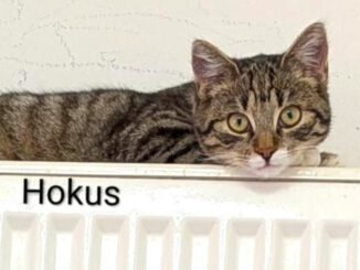 Hokus